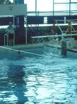 секция прыжков в воду для детей - ДЮСШОР №2 по прыжкам в воду и плаванию